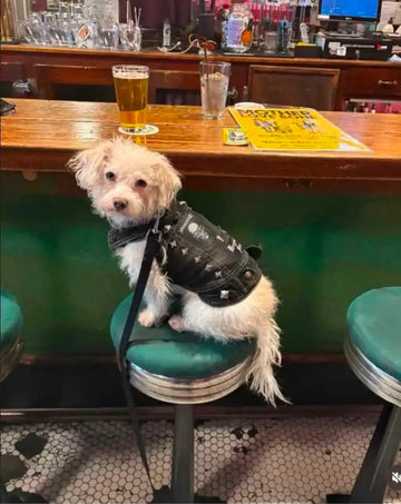 Dog Battle Vest