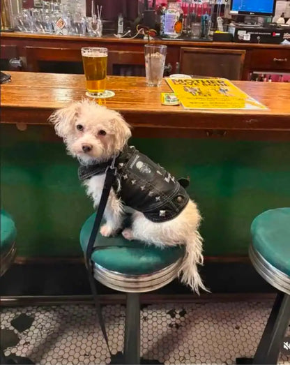 Dog Battle Vest