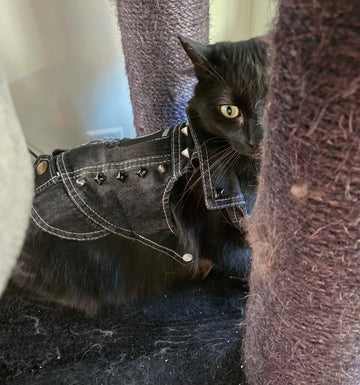 Cat Battle Vest