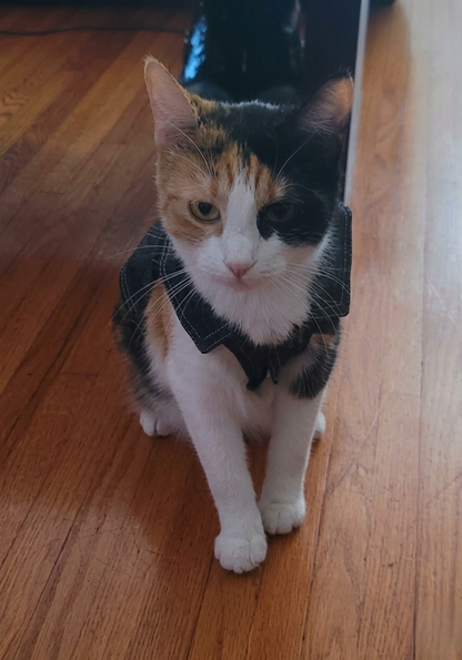 Cat Battle Vest
