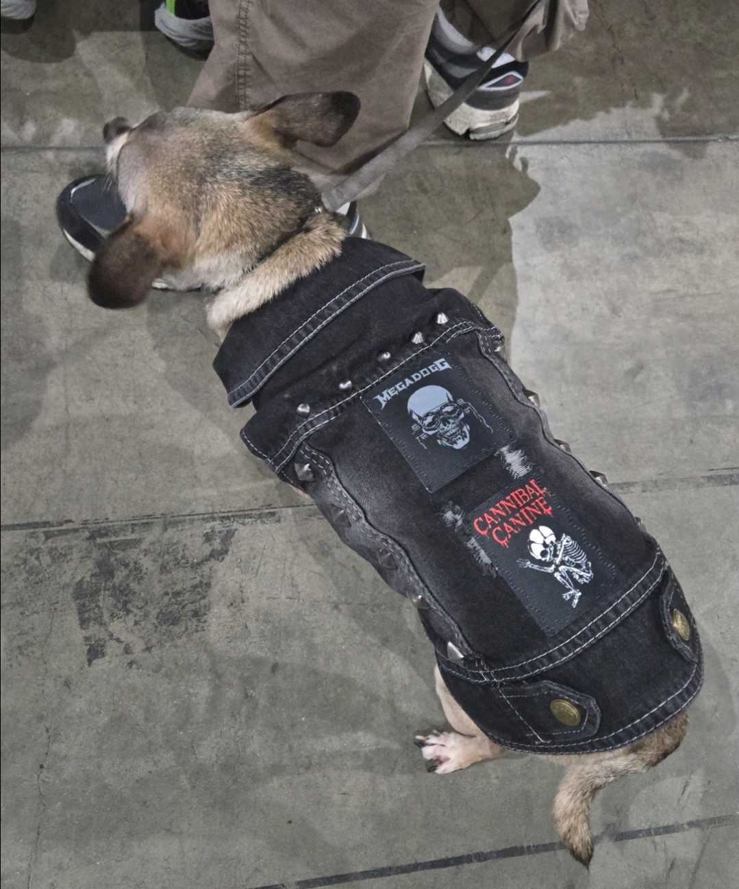 Dog Battle Vest